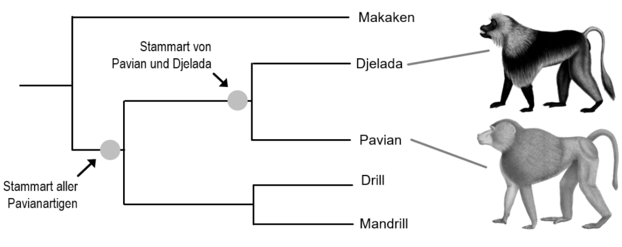 Stammbaum der Pavianartigen mit Makaken, Djelada, Pavian, Drill und Mandrill.